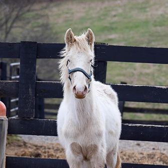 a white horse in a corrale facing the camera