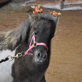 a mini horse with reindeer on its head