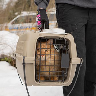 a rescued cat in a carrier