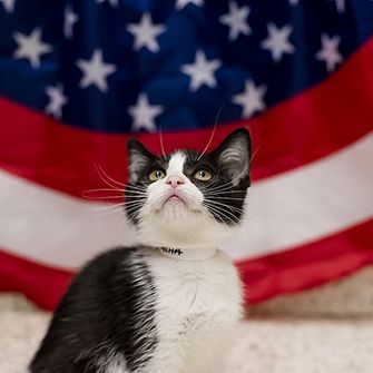 a kitten and an american flag