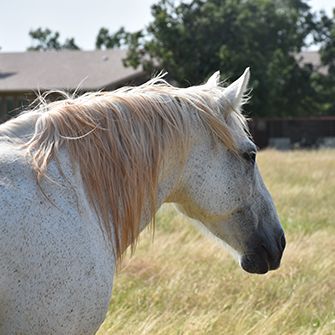 a white horse