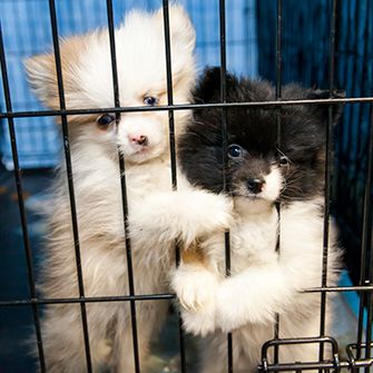 No Pet Store Puppies Day