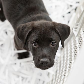 a black labrador puppy