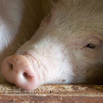 North Carolina Legislature Doubles Down on Disregard for Animals, Overrides Gov.'s Veto