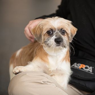 rescued shih tzu