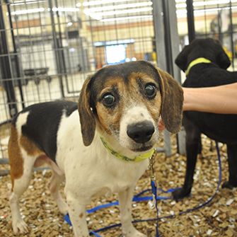 a rescued beagle