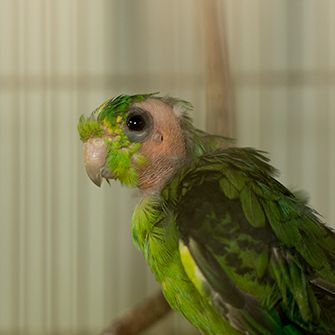 a rescued green bird