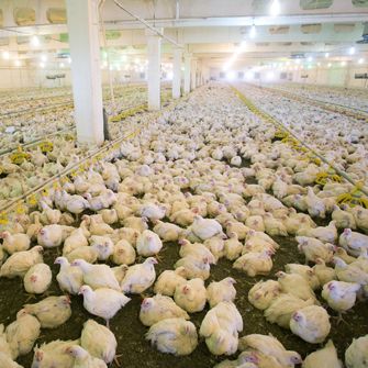 factory farmed chickens
