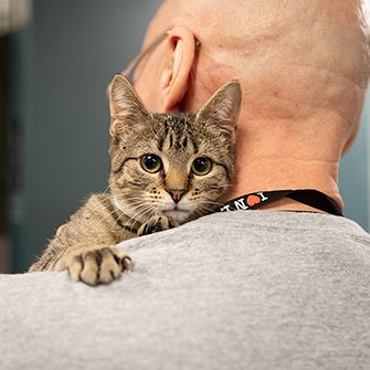 a cat looking over a man's shoulder