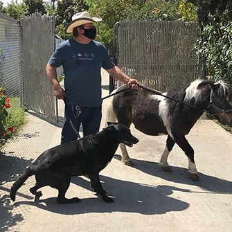 a man with a black dog and black and white pony