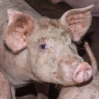 In Passionate Plea, Congress Urges USDA to Reconsider Allowing Faster Pig Slaughter