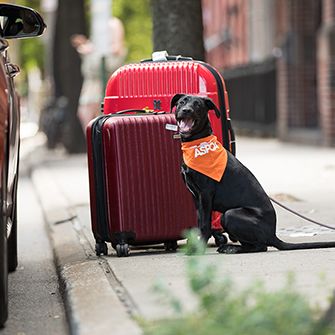 a dog with suitcases