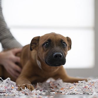 puppy in confetti