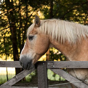 A horse outside by a fence