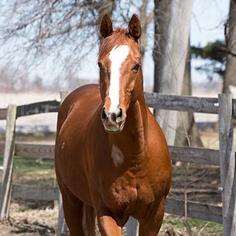 Sneak Peek: Winning New Laws for Animals in 2015