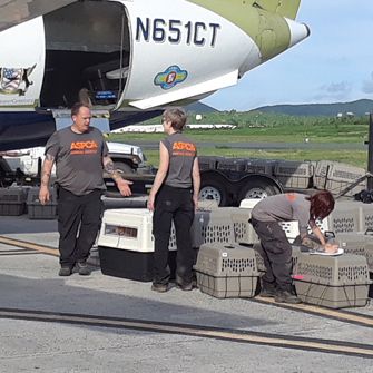 ASPCA volunteers preparing dogs for transport