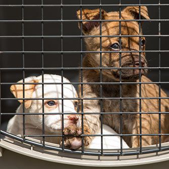 Puppies in a carrier