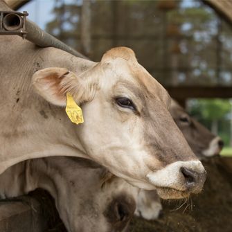 Tagged cow