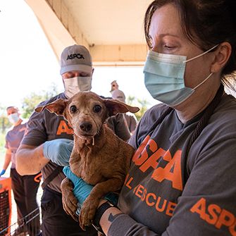 ASPCA responder carrying rescued dog