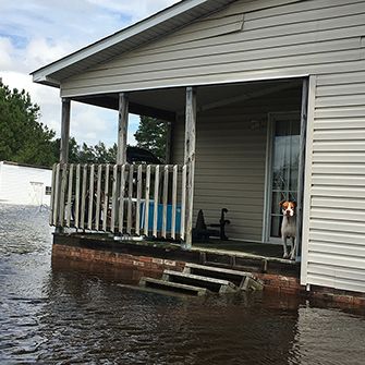 A dog stranded in a flood