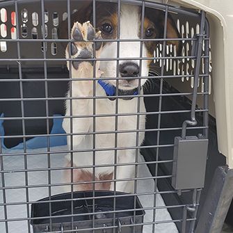 a rescued dog being transported