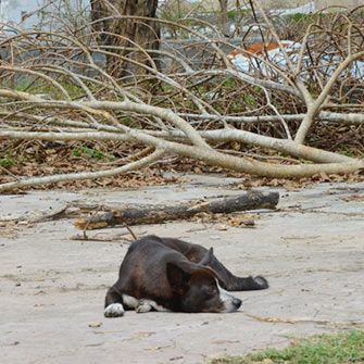 a dog resting near debris after the storm