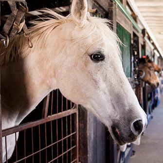 U.S. Horses Deserve Lasting Protection