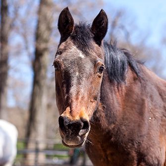 U.S. House Appropriations Committee Delivers Mixed Results for Animals