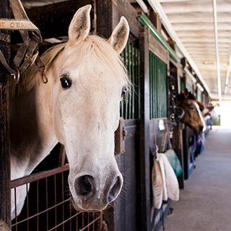 U.S. Senate Committee Votes to Prohibit Horse Slaughter on American Soil