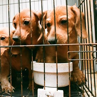 dachshunds in a cage
