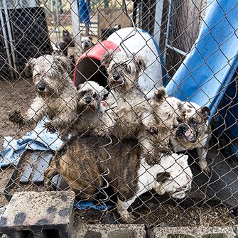 dogs standing on each other in a muddy kennel