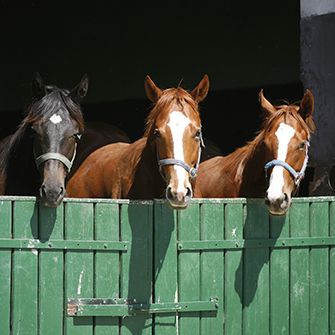 Victory: House Committee Votes to Protect Horses from Slaughter
