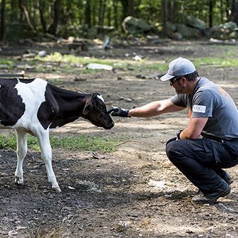 a responder touching a young cow