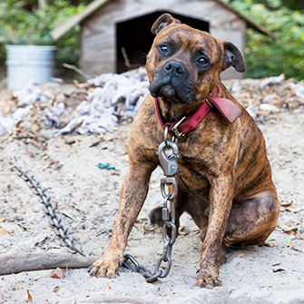 What Is Dog Fighting, and What Can You Do To Stop It? 