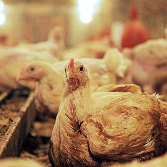 White House Antibiotics Announcement Ignores Animal Welfare