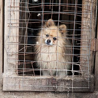 Why Are Some States Havens for Puppy Mills?