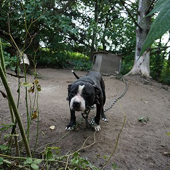 a chained up pitbull