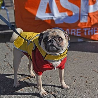 a pug in a winter coat