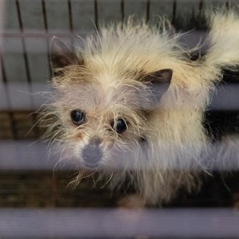 Dog in cage