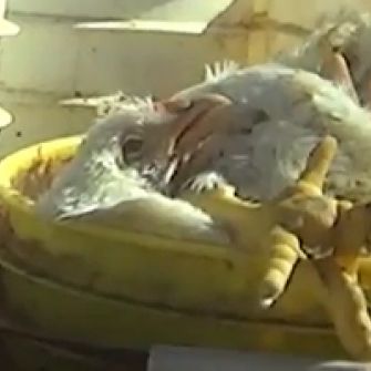 Breaking Video: Live Chickens on Factory Farm Buried with the Dead; Others Barely able to Stand, Living in Filth