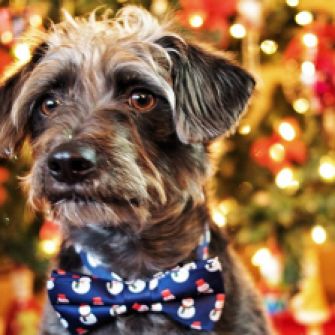 Browsing for Holiday Gifts Online? You Can Help Animals While You Shop