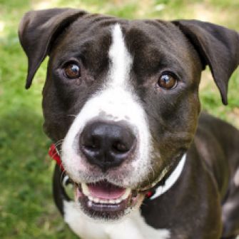 Brown and white pit bull