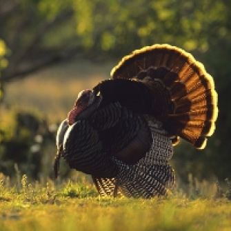 Turkey Time: The Benefits of Pasture-Raised Turkeys