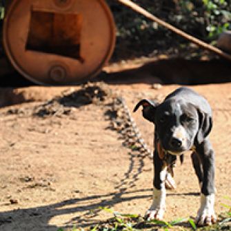 Pit bull puppy chained to a makeshift dog house