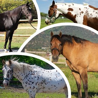 A Horse of a Different Color: Common Equine Coat Colors!