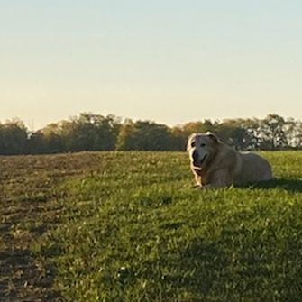 Dog in field