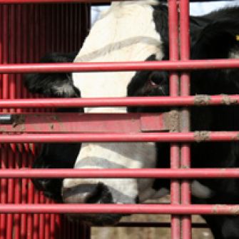 Black and white cow looking out of stall