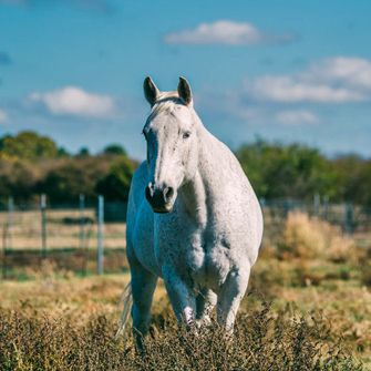 Sage the horse