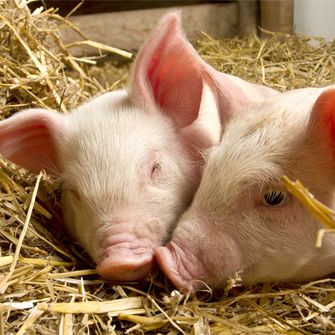 Pigs in straw