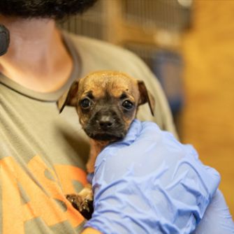 Puppy being held